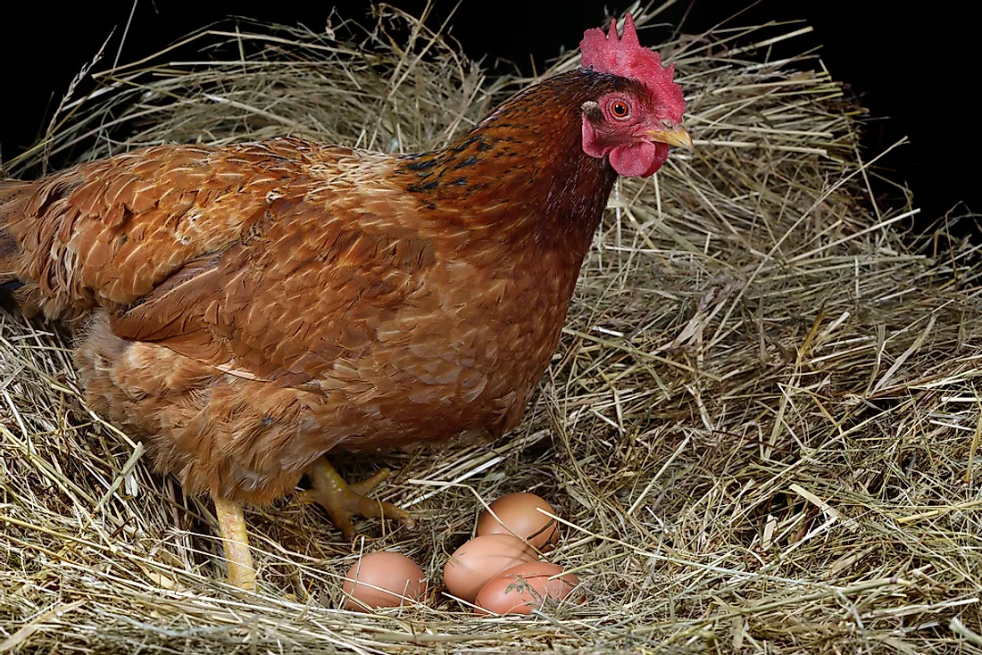 راهنمای جامع و کامل پرورش مرغ تخمگذار - سپید طیور