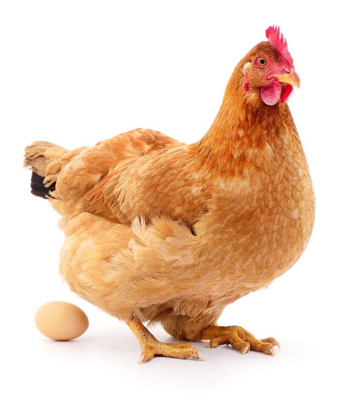 مرغ تخمگذار محلی - سپید طیور