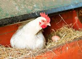 جوجه مرغ تخمگذار محلی - سپید طیور