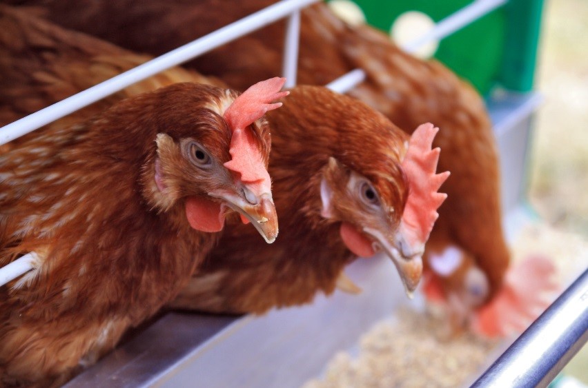 خرید مرغ تخمگذار گلپایگانی - سپید طیور