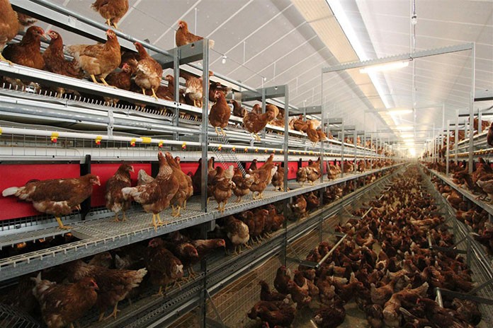 قیمت مرغ تخمگذار - سپید طیور
