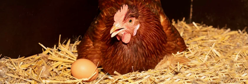 مرغ تخمگذار عمده - سپید طیور