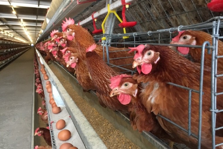 مرغ تخمگذار ارزان - سپید طیور