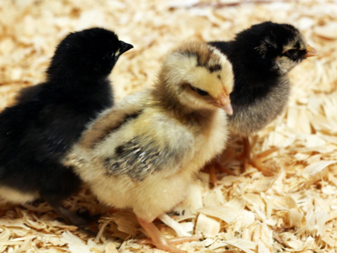 خرید مرغ تخمگذار - سپید طیور