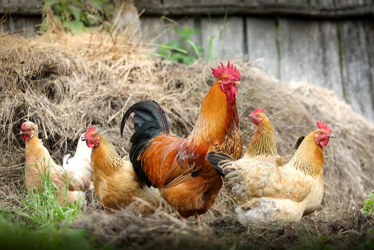 مرغ تخمگذار محلی در اصفهان - سپید طیور