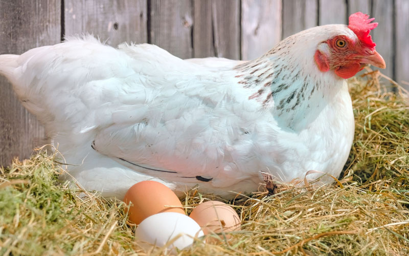 مرغ تخمگذار گلپایگان در اصفهان - سپید طیور