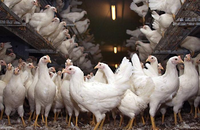 مرغ تخمگذار بومی در اصفهان - سپید طیور