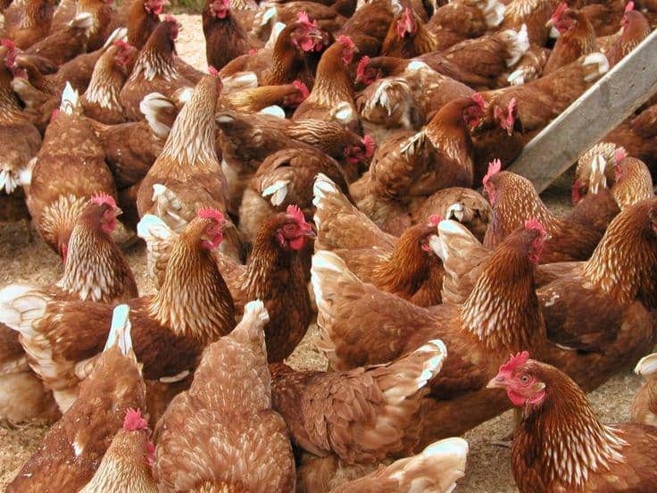 فروش نیمچه مرغ در شیراز - سپید طیور