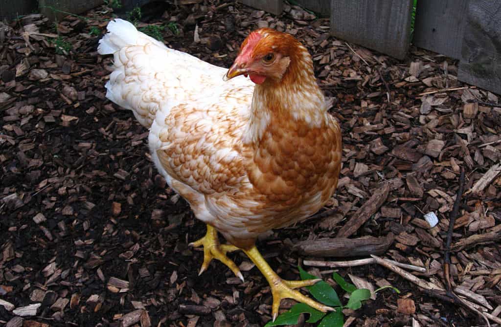 فروش نیمچه مرغ سه ماهه، چهارماهه و پنج ماهه در اراک - سپید طیور