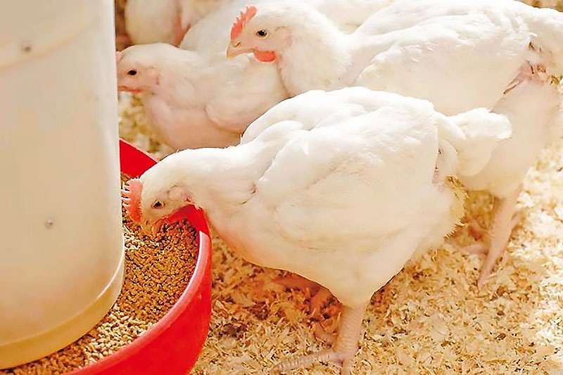 فروش مرغ تخمگذار بومی در رشت و گیلان - سپید طیور