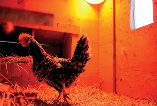 تحریک نوری مرغ تخمگذار بومی - سپید طیور