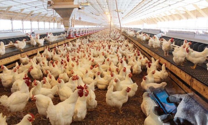 سود پرورش مرغ تخمگذار بومی - سپید طیور